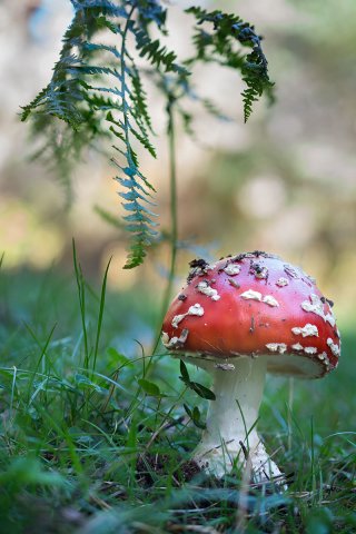 Amanita muscaria